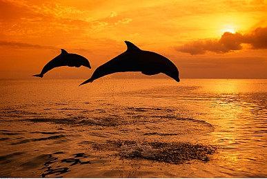 育碧因停服《飙酷车神》被两名加州玩家起诉